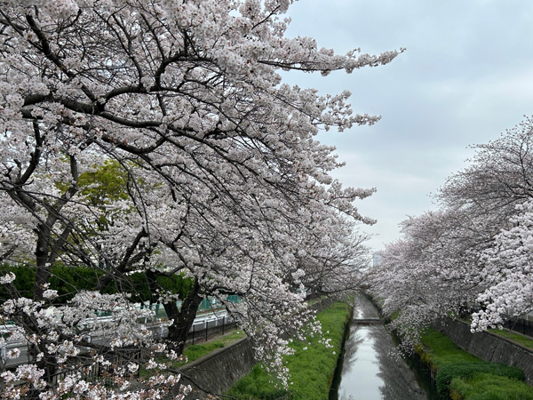 花曇り 満開の南与野の桜2