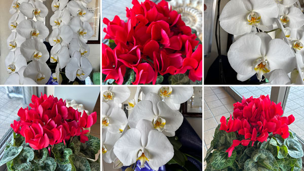 大きな白い胡蝶蘭と赤いシクラメン
