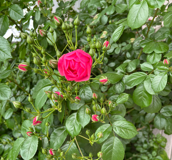 rose2