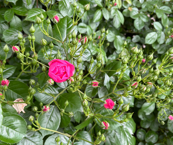rose1